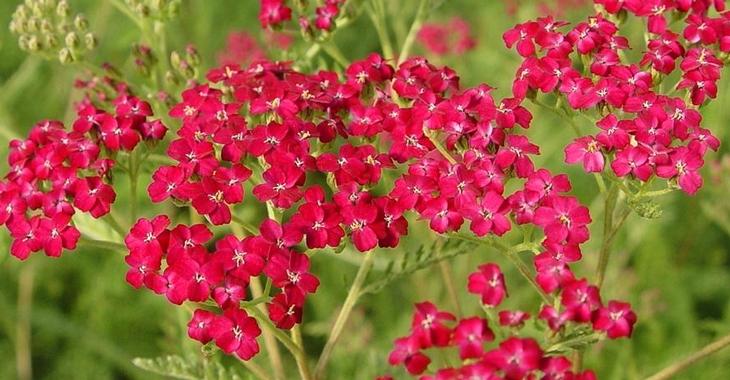 Achillea millefolium 'Summerwine'